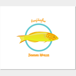 Banana Wrasse Posters and Art